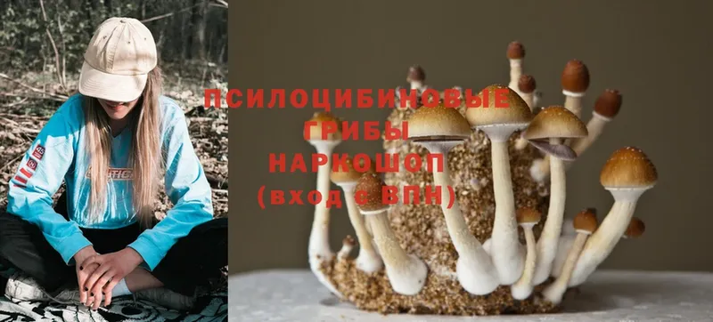 Псилоцибиновые грибы Cubensis  blacksprut ONION  Пучеж 